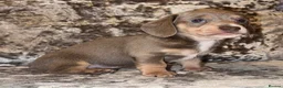 Miniature Dachshund dogs for sale: Miniature Dachshunds - Advert 12