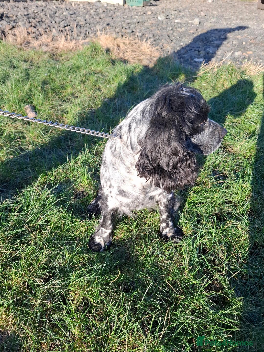 Sprocker dogs for sale: Sprocker Puppies Ready Now - Advert 14