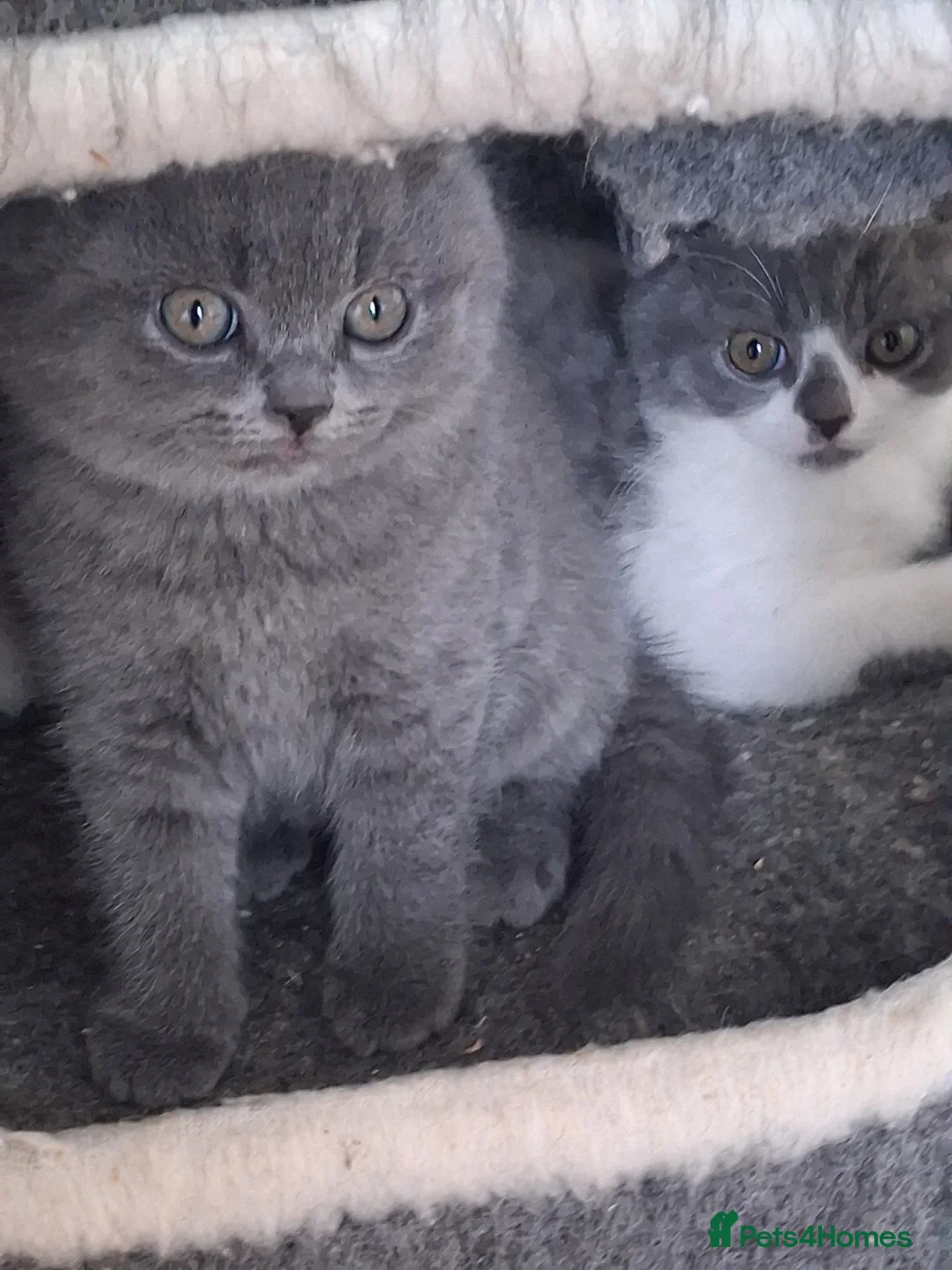 British Shorthair cats for sale: British short hair - Advert 1
