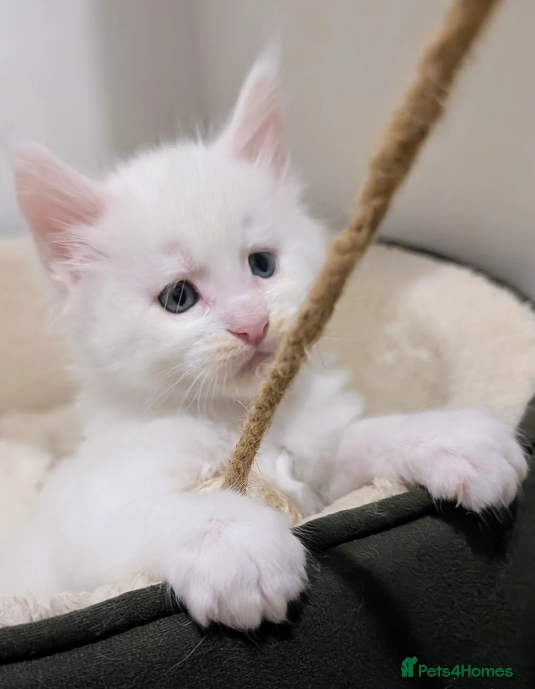 Maine Coon cats for sale: Beautiful Tica Registered Maine Coon Kittens  - Advert 34