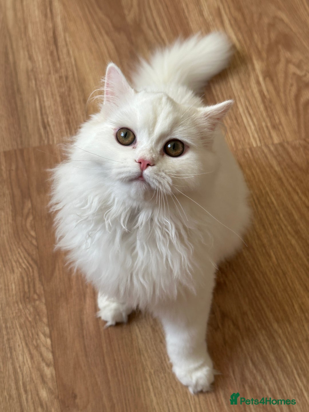 British Shorthair cats for sale: Gorgeous British Longhair & Shorthair Kittens - Advert 10