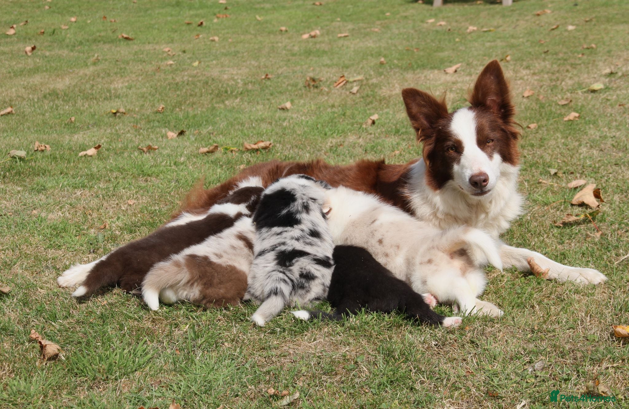 Border Collie dogs Border Collie Puppies for Sale - Advert 1