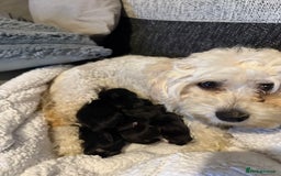 Mixed Breed dogs for sale: Bichon-A-Ranian And French bulldog mix - Image 6