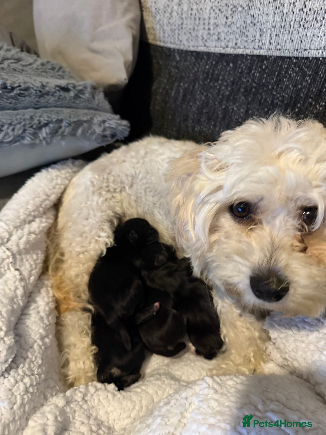 Mixed Breed dogs for sale: Bichon-A-Ranian And French bulldog mix - Image 6
