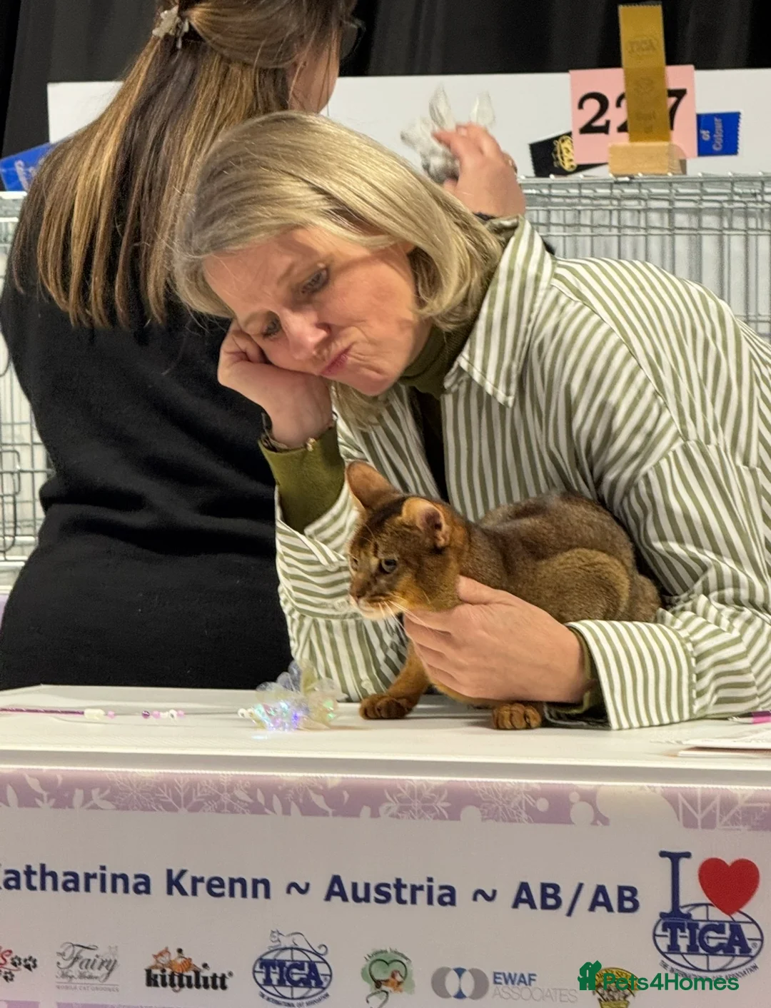 Abyssinian cats for stud: Champion Abyssinian. Tica registered for Stud - Advert 6