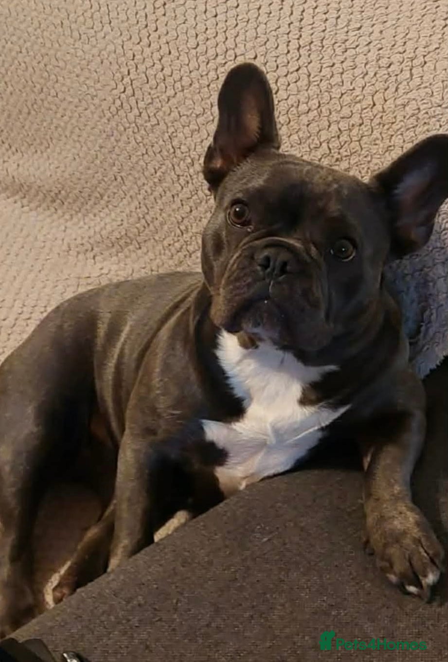 French Bulldog dogs Beautiful KC registered French Bulldog Puppies - Advert 15