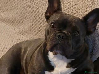 French Bulldog dogs Beautiful KC registered French Bulldog Puppies - Advert 15