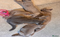 British Shorthair cats for sale: Beautiful Rare Lilac Queen British Shorthair - Image 3