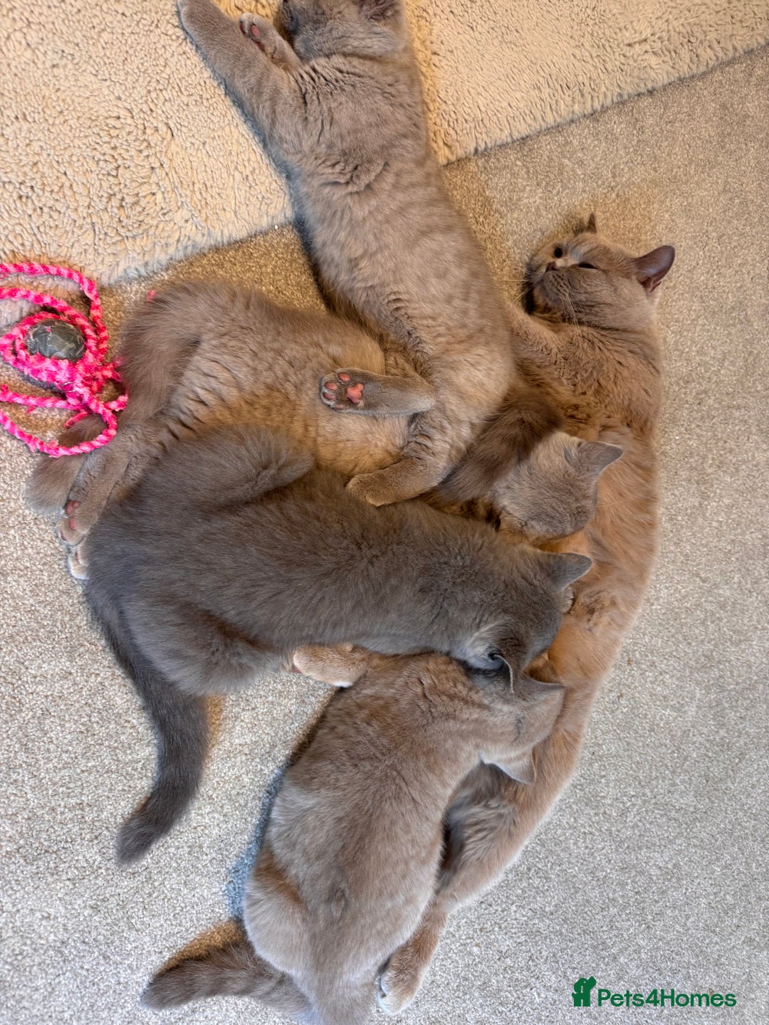 British Shorthair cats for sale: Beautiful Rare Lilac Queen British Shorthair - Image 3