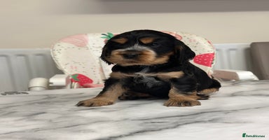 Cocker Spaniel dogs - Advert 2