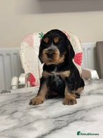 Cocker Spaniel dogs - Advert 2