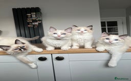 Ragdoll cats for sale: Registered Ragdoll kittens for sale - Image 18