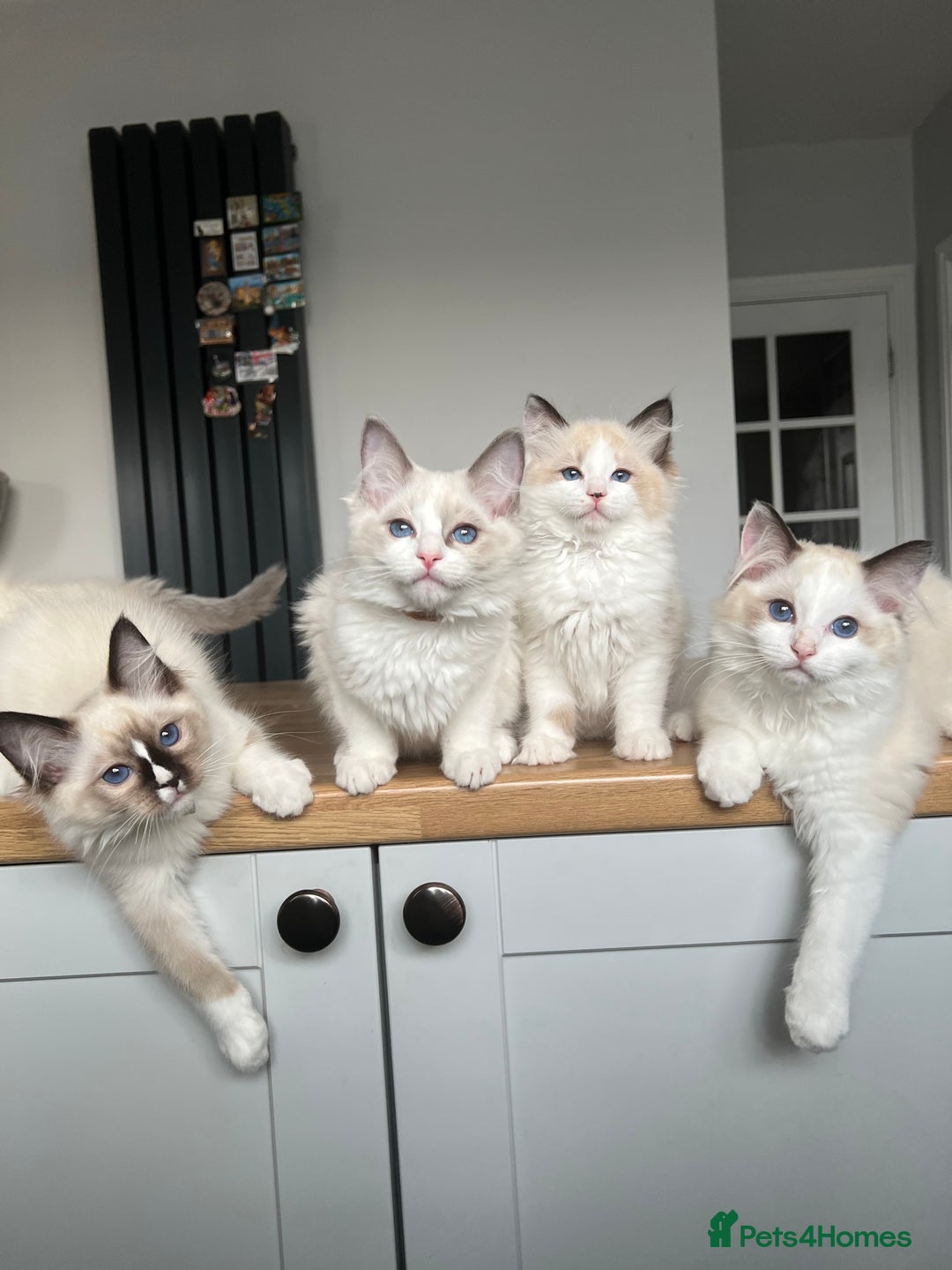 Ragdoll cats for sale: Registered Ragdoll kittens for sale - Image 18