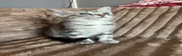 Norwegian Forest Cat cats for sale: Norwegian forest kittens  - Advert 4