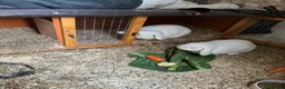 English Lop rabbits for sale: Female rabbit  - Advert 3