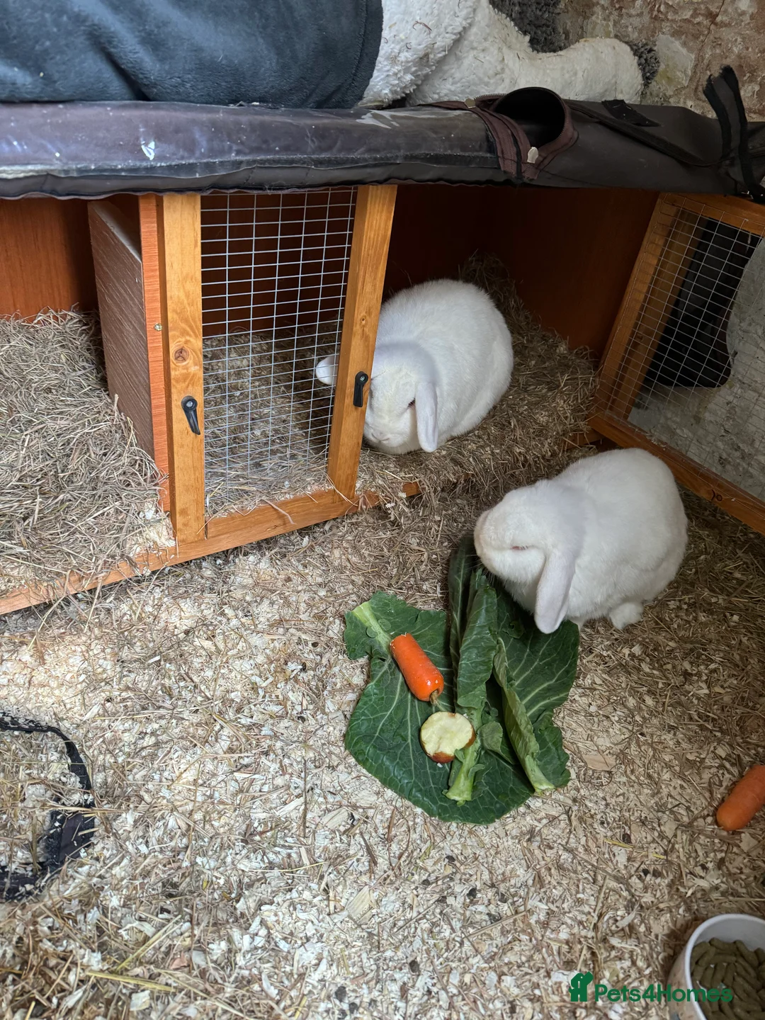 English Lop rabbits for sale: Female rabbit  - Advert 3