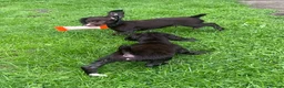 Cocker Spaniel dogs for sale: Ready Now KC reg Working Cocker Spaniels - Advert 14