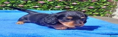 Miniature Dachshund 5