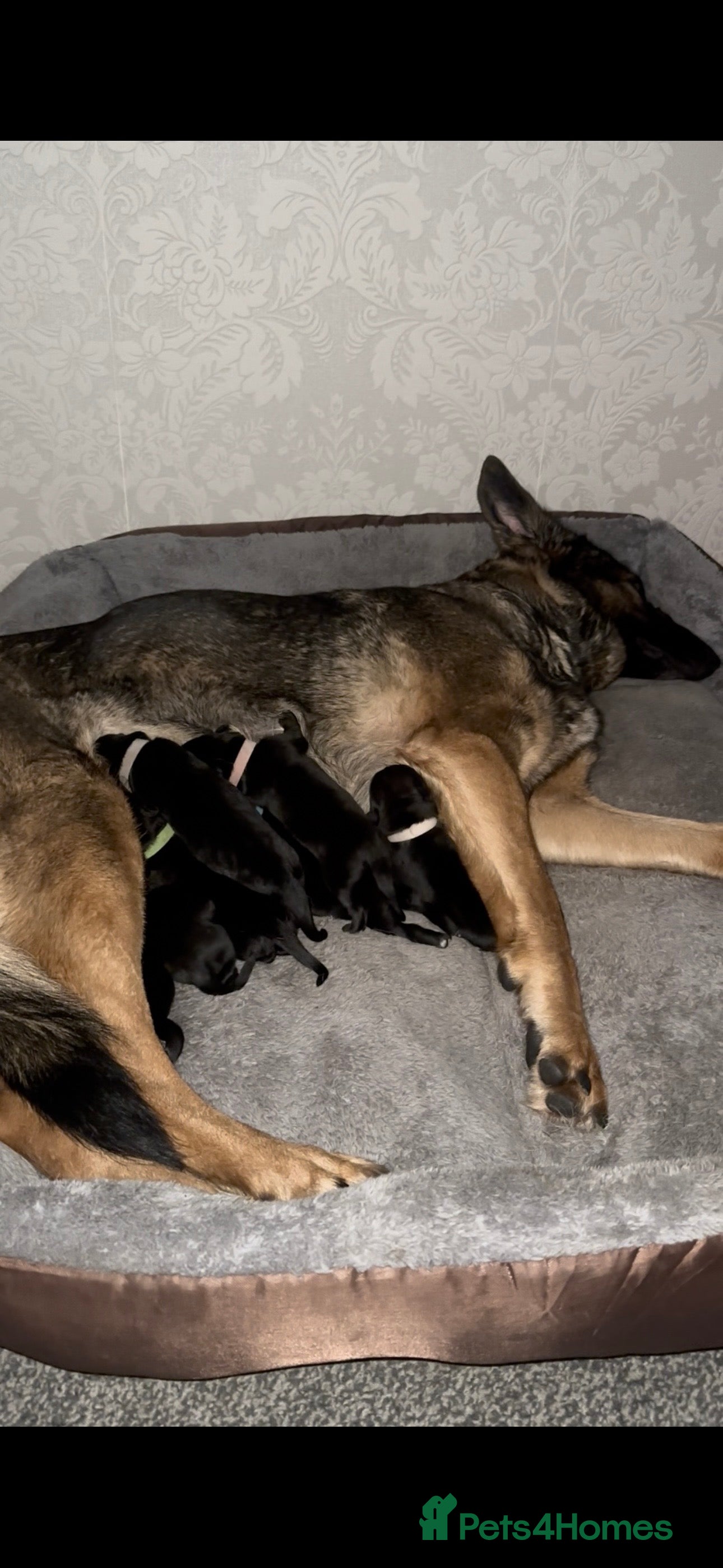 Golden Shepherd dogs for sale: 🌸🐾 Adorable Golden Shepherd Puppies 🐾🌸 - Advert 1