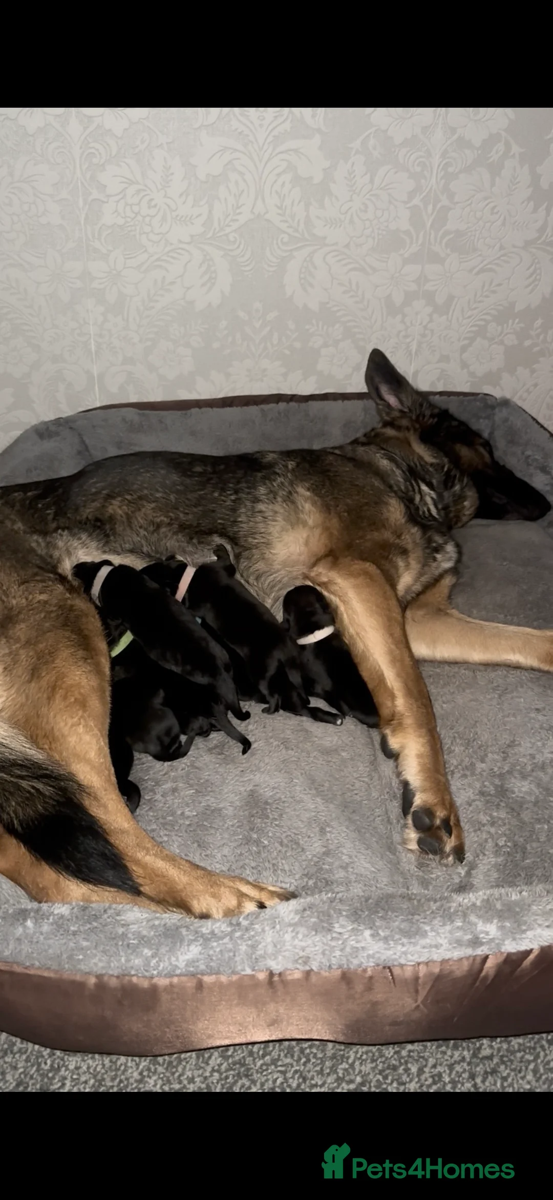 Golden Shepherd dogs for sale: 🌸🐾 Adorable Golden Shepherd Puppies 🐾🌸 - Advert 1