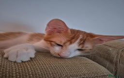 Mixed Breed cats for adoption: HARLEY & BOB BONDED BOYS 4M NEUTERED -VACCINATED  - Image 6
