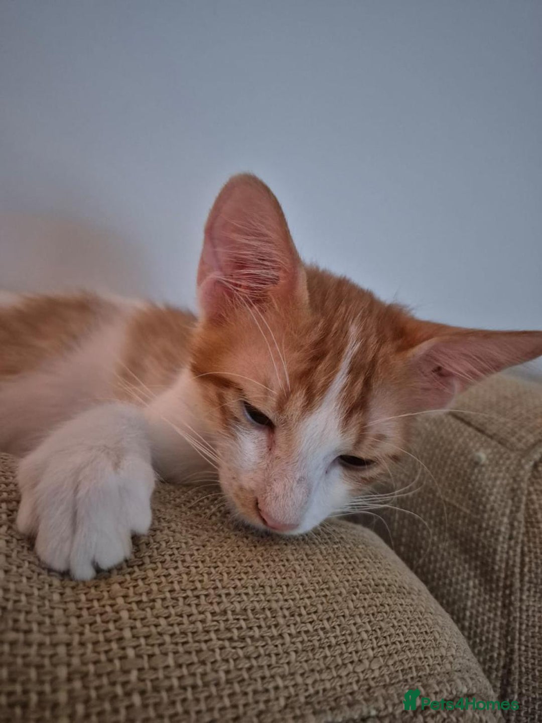 Mixed Breed cats for adoption: HARLEY & BOB BONDED BOYS 4M NEUTERED -VACCINATED  - Image 6