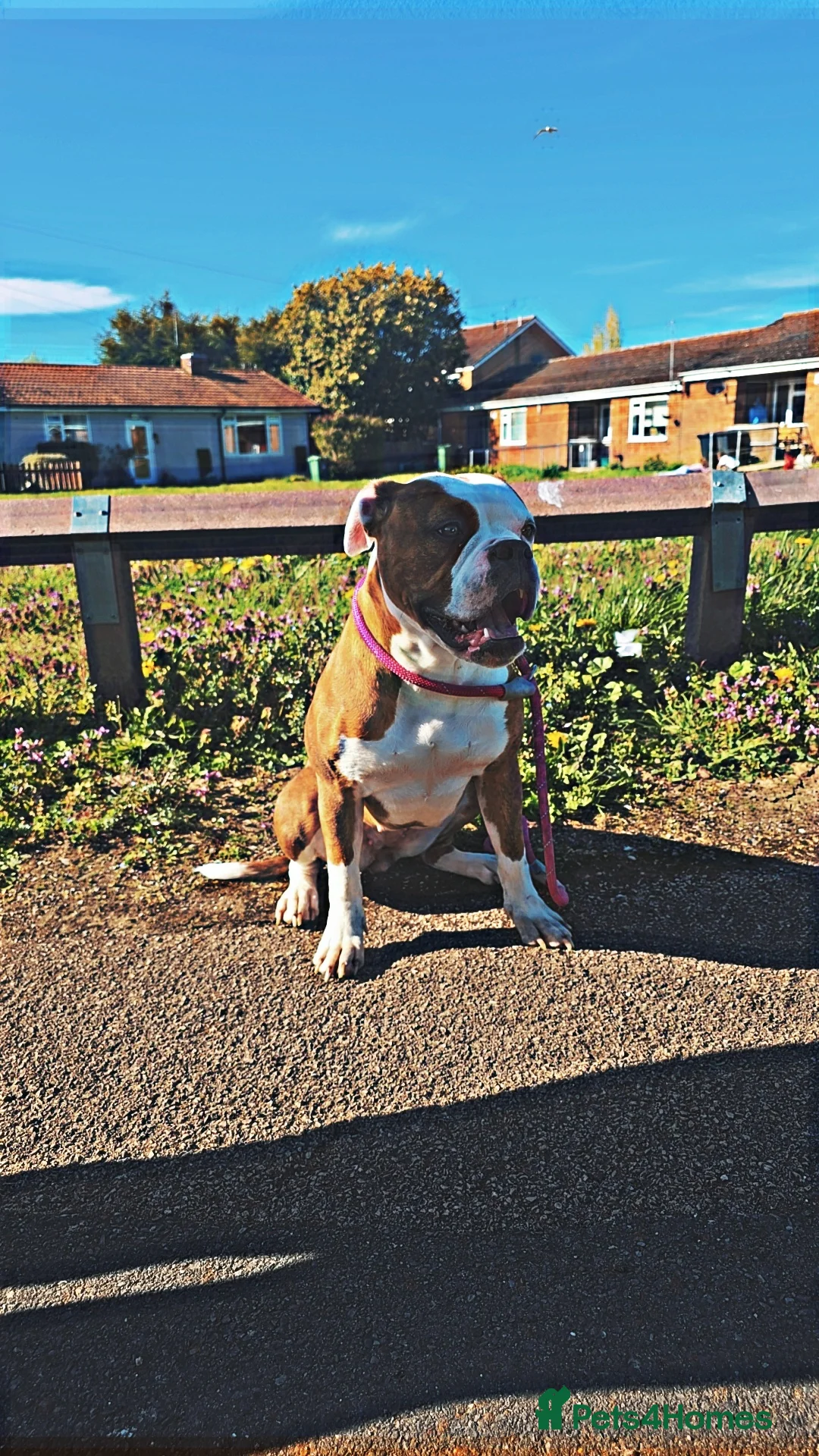 Alapaha Blue Blood Bulldog dogs for sale: Iabbr pups - Advert 4