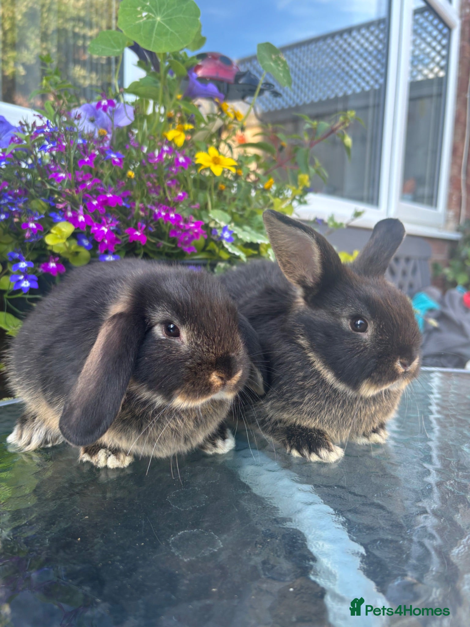 Mini Lop rabbits 2 mini lop cross black otter males - Advert 1