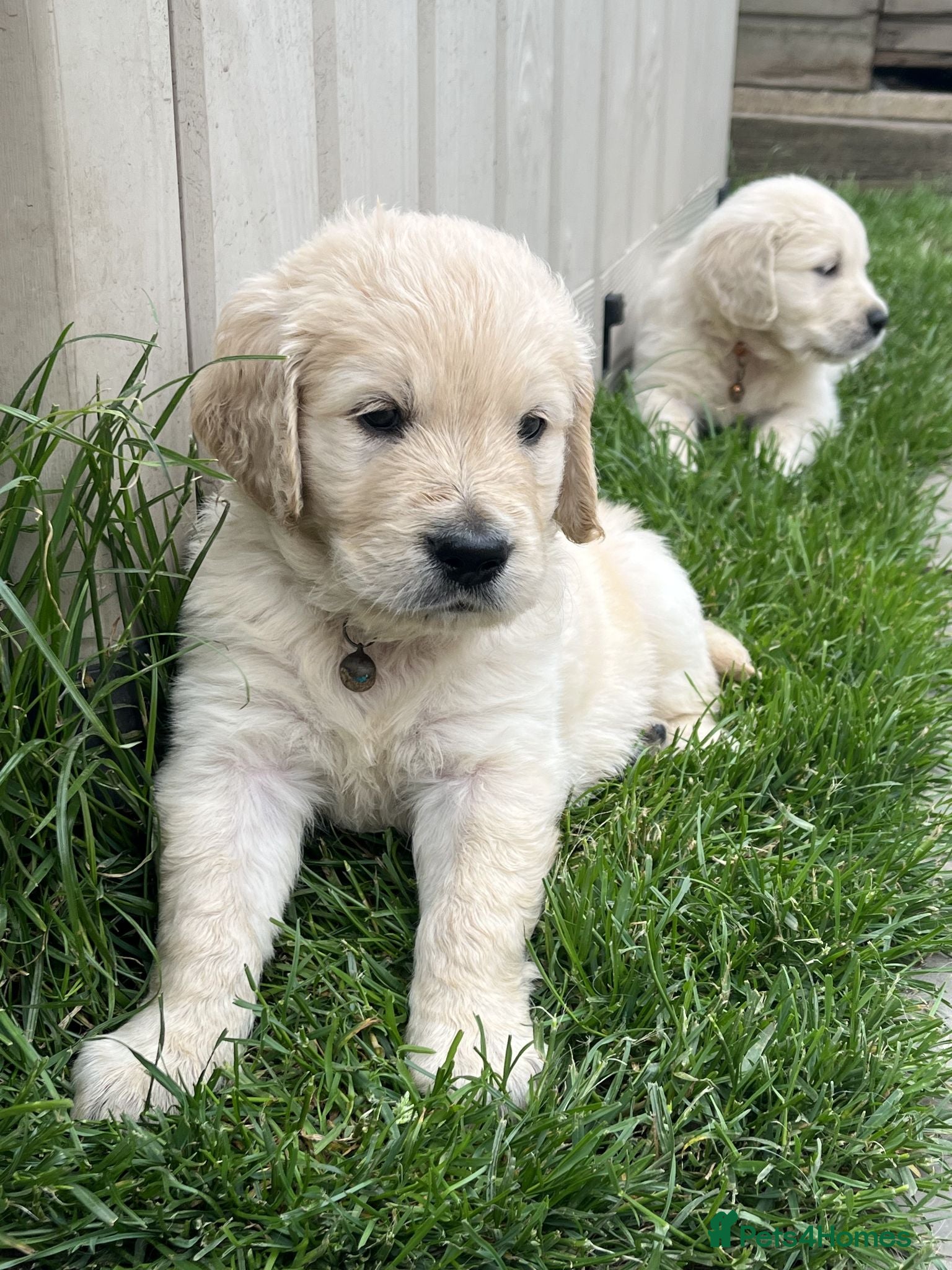 Golden Retriever dogs KC Registered Vet Health Checked Puppies - Advert 1