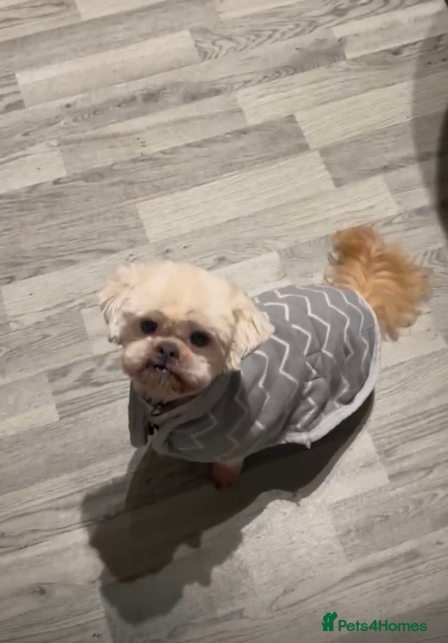 Shih Tzu dogs 2 brother 11years old  - Advert 7