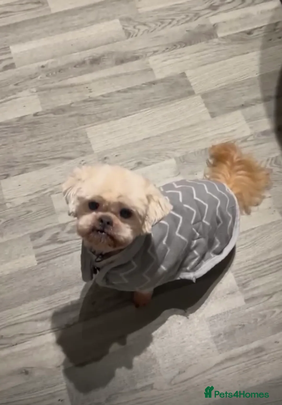 Shih Tzu dogs for sale: 2 brother 11years old  in Hyde - Advert 2