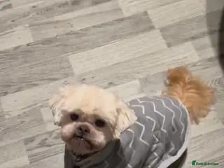 Shih Tzu dogs 2 brother 11years old - Advert 7