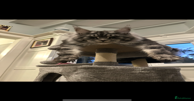 Maine Coon cats - Advert 2