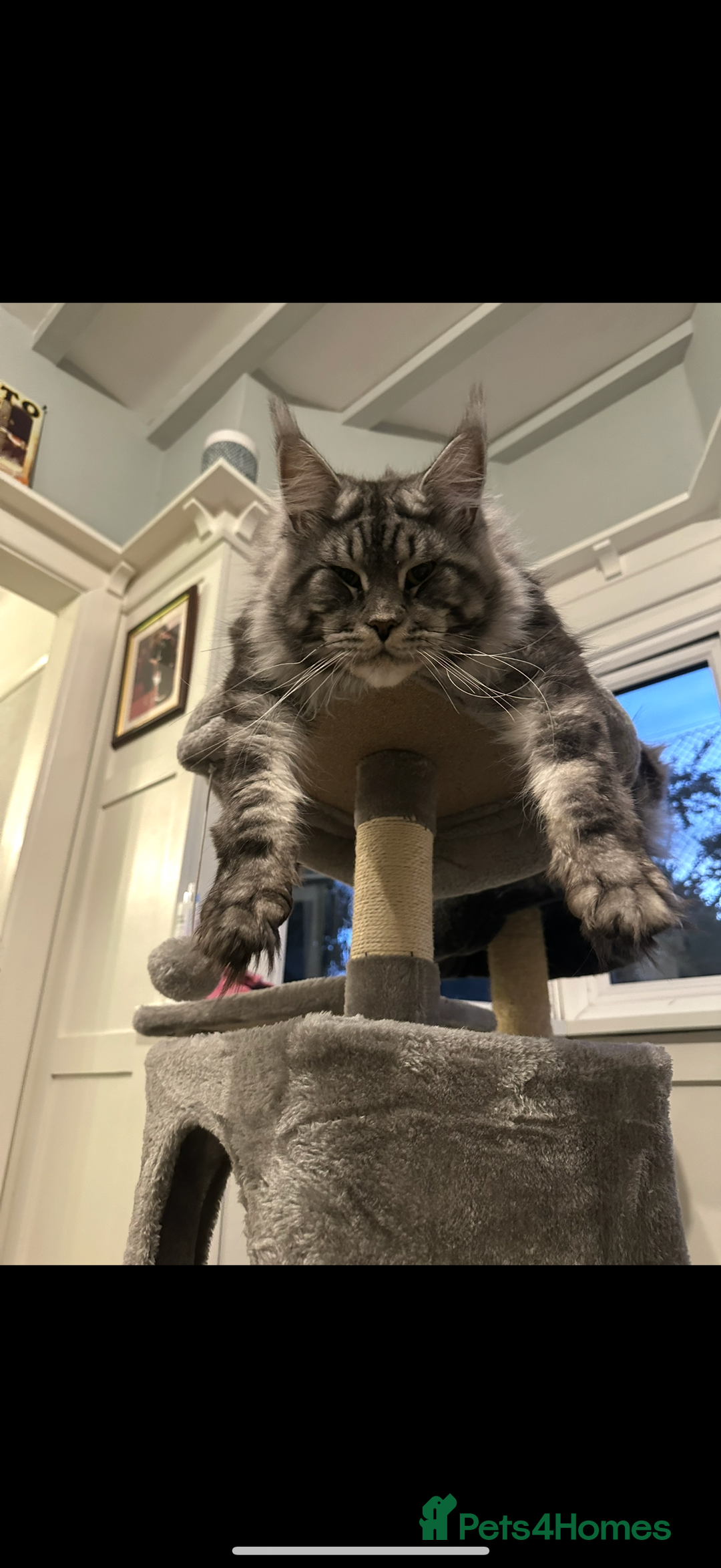 Maine Coon cats for sale: Maine coon x Ragdoll READY NOW 1 BOY LEFT - Image 2