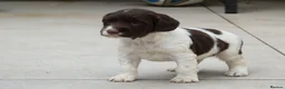 Sprocker dogs for sale: Gorgeous sprockers in Rossendale - Advert 5