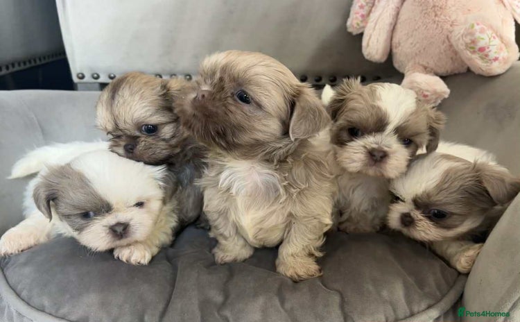 Shih Tzu dogs - Advert 2