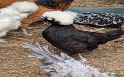 Chickens poultry for sale: Beautiful POL Pullets USA Silkies, Polish bantams  - Image 13