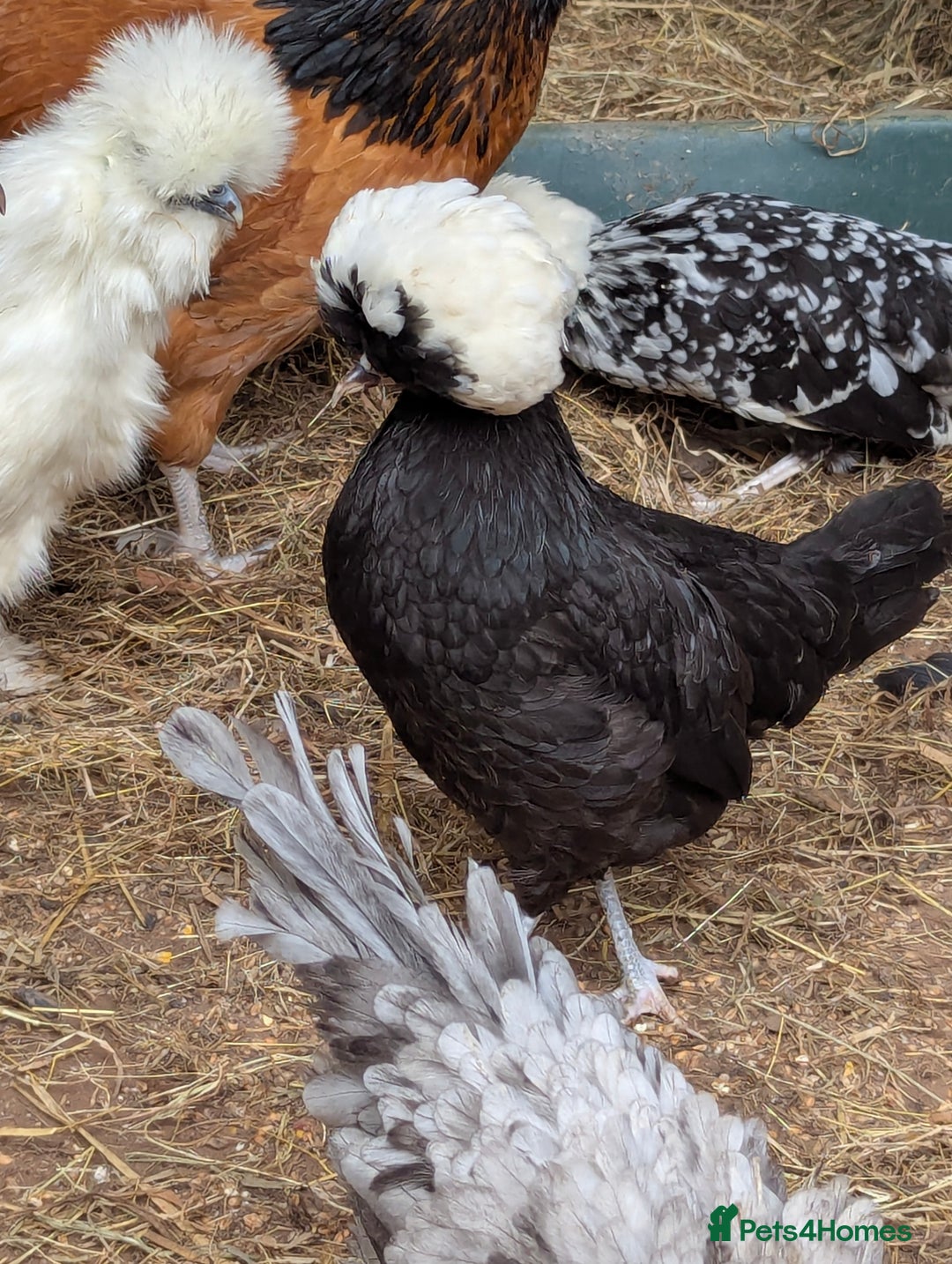 Chickens poultry for sale: Beautiful POL Pullets USA Silkies, Polish bantams  - Image 13