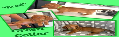 Miniature Dachshund 1