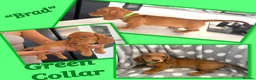 Miniature Dachshund dogs for sale: Miniature dachshund  - Advert 7