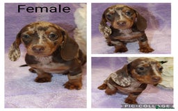 Miniature Dachshund dogs for sale: Kc registered miniature Dachshund puppies  - Image 8