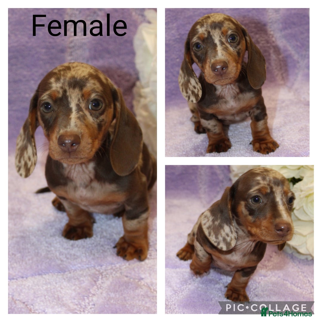 Miniature Dachshund dogs for sale: Kc registered miniature Dachshund puppies  - Image 8