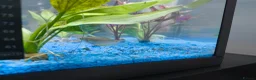 Gouramis fish for sale: tank and fish + accessories for sale in London - Advert 4
