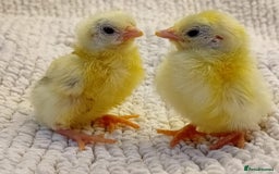 Chickens poultry for sale: Beautiful, days old Serama Chicks Available in Ruardean - Image 4