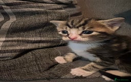 Domestic Shorthair cats for sale: 2 Female Tabby Kittens For Sale - Image 12