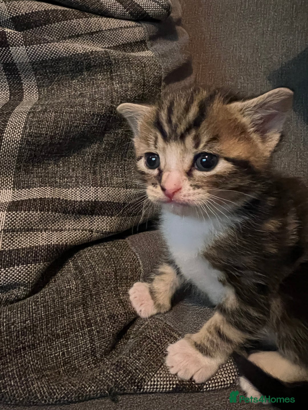 Domestic Shorthair cats for sale: 2 Female Tabby Kittens For Sale - Image 12