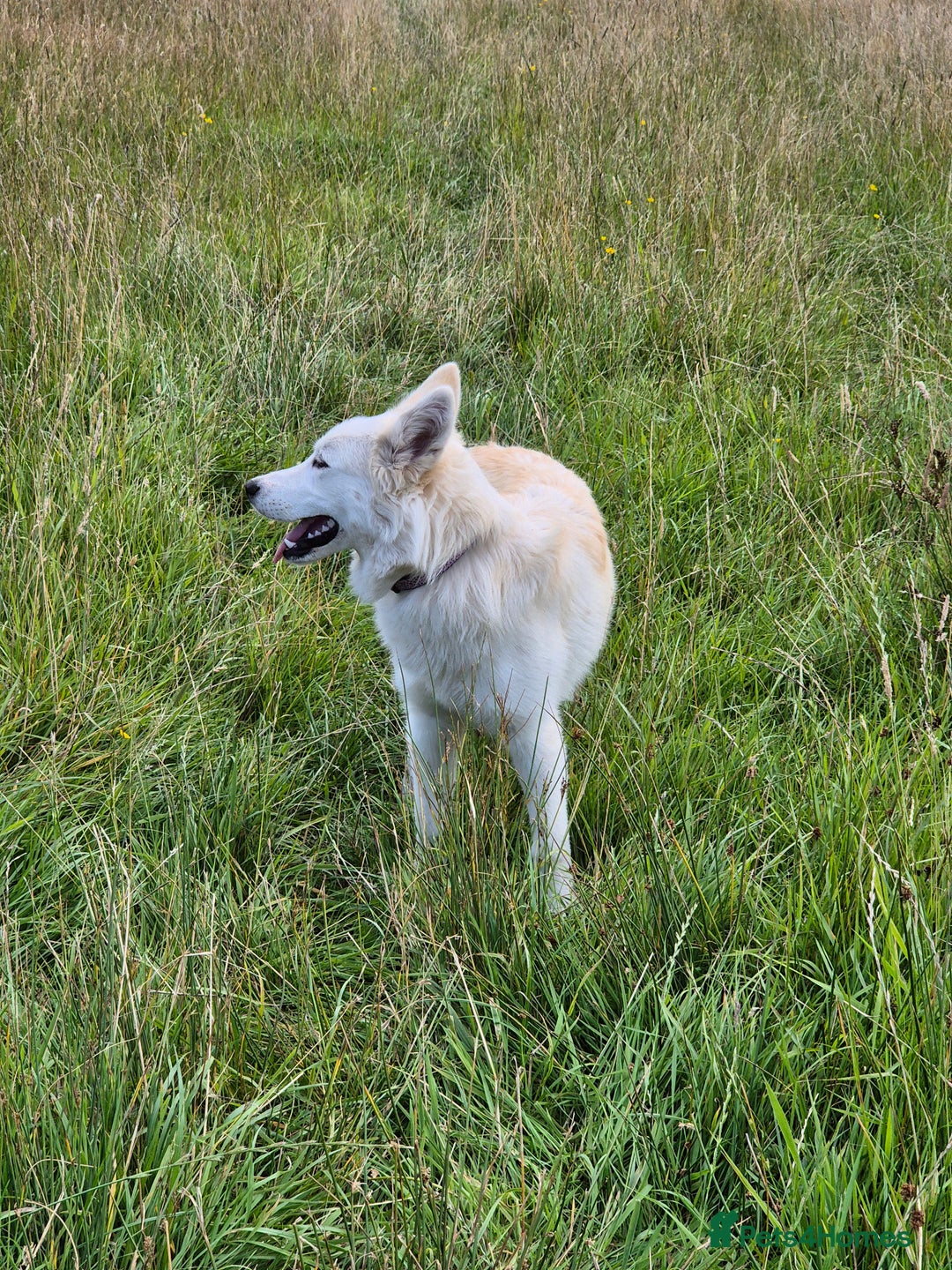 Alaskan Malamute dogs for sale: Alaskan malamute female puppy, excellent bloodline - Image 4