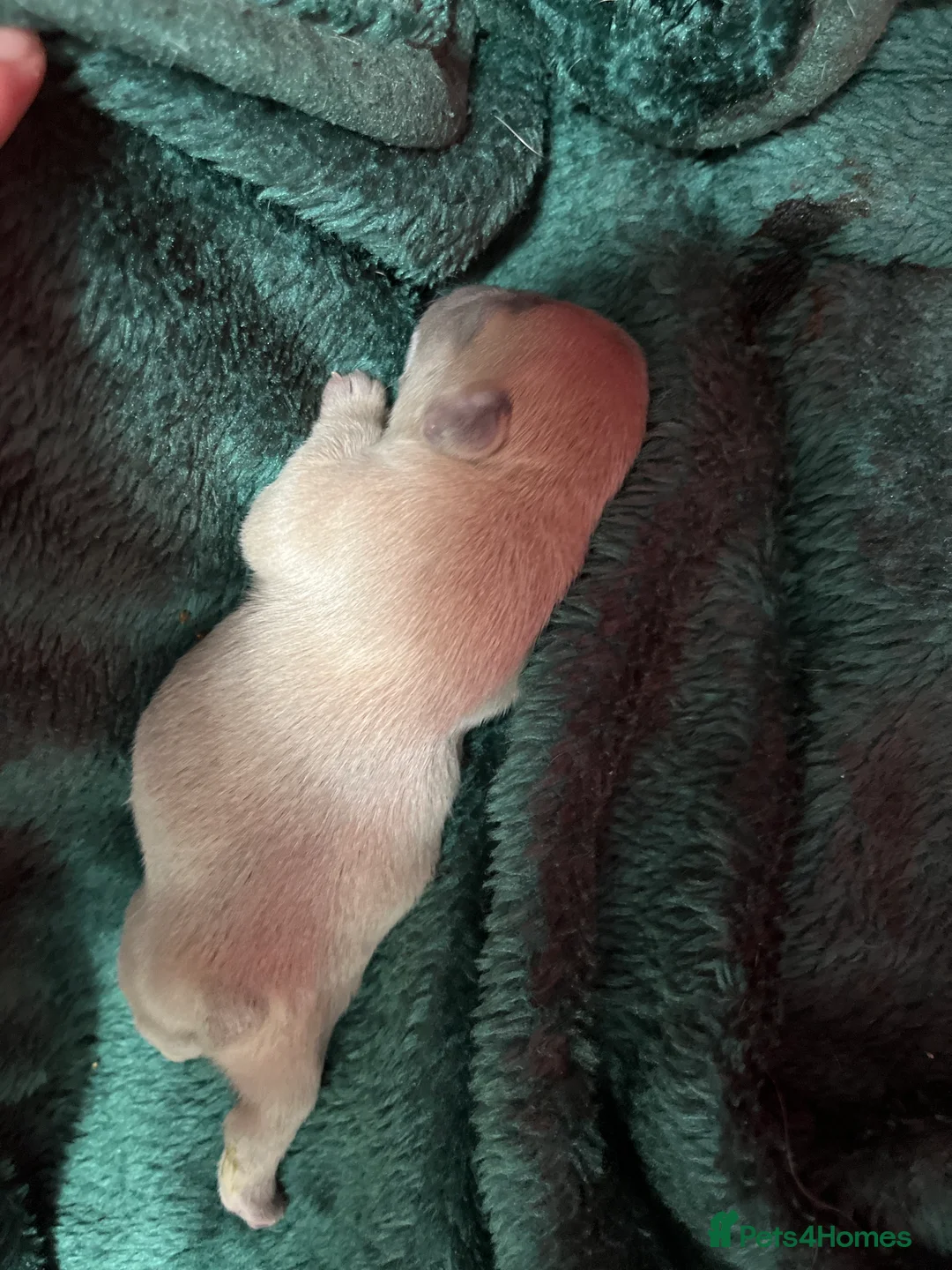 French Bulldog dogs for sale: Beautiful frenchie puppies - Advert 4