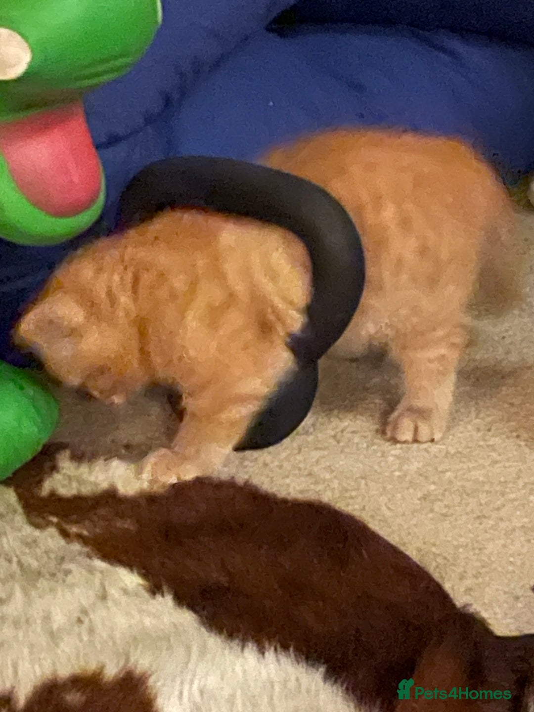Munchkin cats for sale: Adorable Apricot-Marmalade Tabby Munchkin Male Kit - Image 12