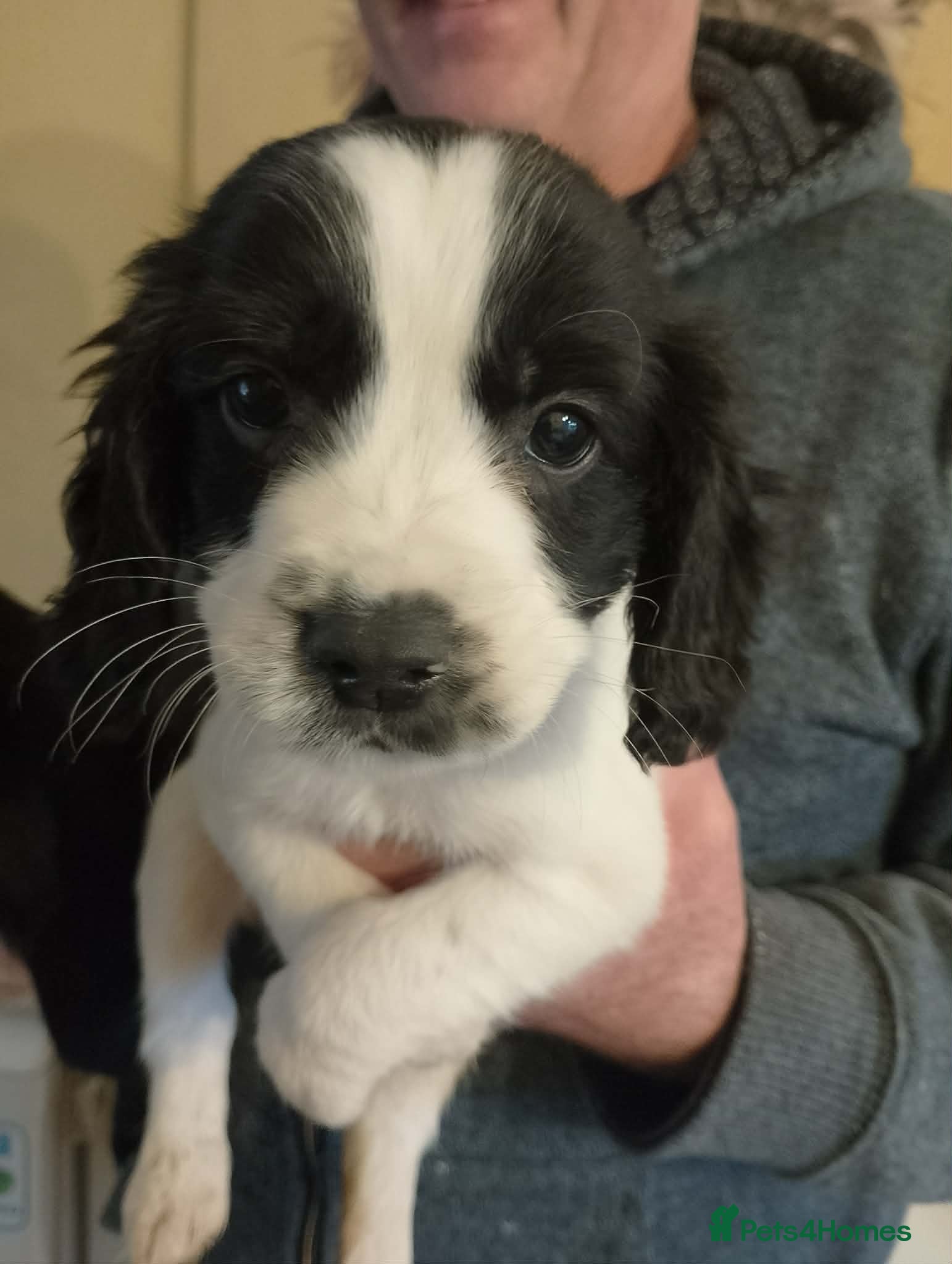 Cocker Spaniel dogs Adorable cocker spaniel cross babies  - Advert 3